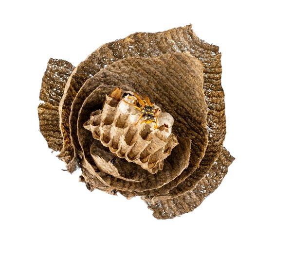 Création d'un jardin d'hiver : Mode d'emploi